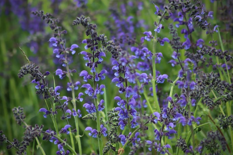 White Sage