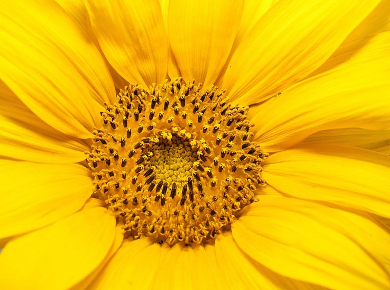 Sunflower in a garden