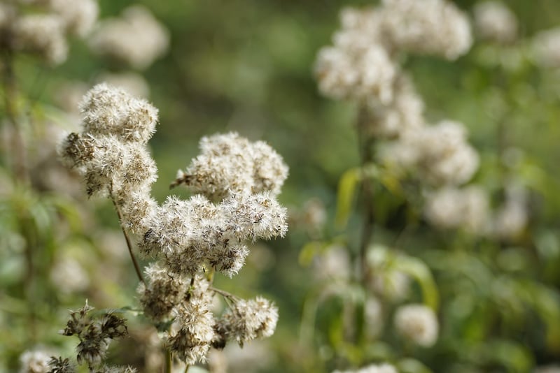 Valerian Root
