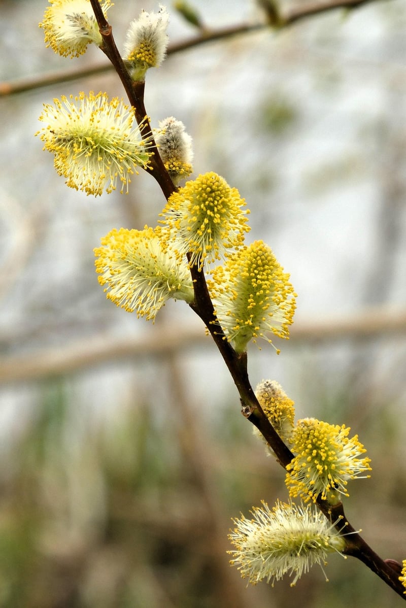 Rainbow Willow